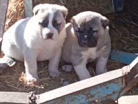Kral yavruları köpekler
