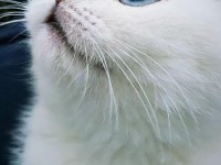 Scottish fold sivas merkez sadece
