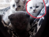 Yavru scottish fold sağlıklı anne sütü ile beslenen yavrular