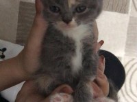 Scottish Fold Yavruları