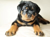 Koca kafa rottweiler yavrularım