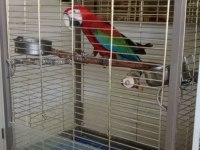 Red Green Macaw Papağanı