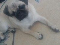 1 yaşında dişi pug