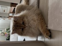 2 yaşında british longhair