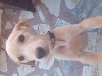 4 aylık golden dişi yavru