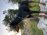 DOBERMAN YAVRUSU İSTEYENLER