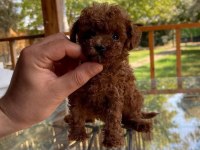 Sağlık Ve Irk Garantili Tea Cup Poodle Yavrularımız