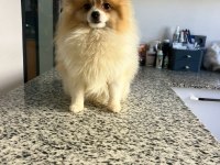 10 aylık pomeranian erkek