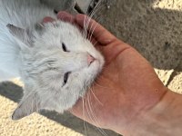 KEDİMİZ ZEYNEP İÇİN YENİ BİR EV