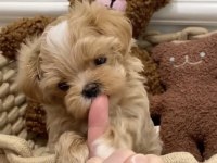 Maltipoo Kore Ufak surat yapısı en küçük boy yavrular