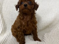 Red Brown Poodle