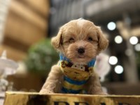 O dil hep dışarıda muhteşem surat maltipoo oğlum Rico