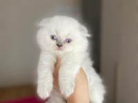 SCOTTISH FOLD LONGHAIR YAVRULARIM 