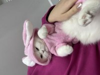 Scottish fold dişi kedimize yuva arıyoruz