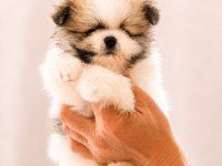 Pomeranian Boo Teacup Garantili