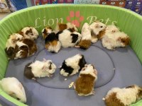 Sevimli ve Enerjik Guinea Pig Yavrularla Siz de Tanışın!