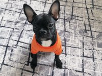 Akıllı ve uysal french bulldog