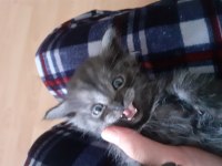 Yeni doğmuş cins british shorthair