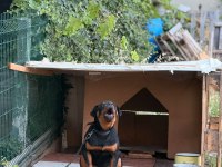 Son 1 dişir orjinal macar a scrli 4 aylık rottweiler