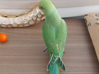 El besleme bebek pakistan papağanı