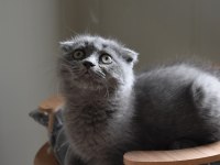 Show Kalite Scottish Fold Gri Yavrumuz