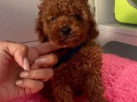 Show kalite red brown toy poodle yavrularımız