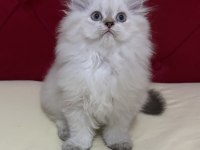 Aşılı ve Karneli Safkan British Longhair Erkek Yavru