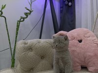 İri Gözlü Oyuncu Yavru British Shorthair