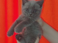 SEVİMLİ BRİTİSH YAVRULAR YUVALARINI ARIYORLAR İZMİR BUCA
