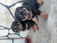 Erkek dişi rottweiler yavrular