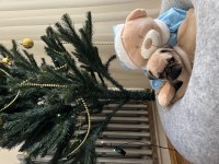 Pug yavru köpeklerim
