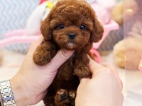 Safkan Toy Poodle Bebeklerimiz