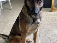 Safkan şecereli a class belçika malinois