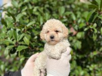 Maltipoo Yavrum Irk Ve Sağlık Garantilidir