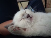 British shorthair blue point dişi