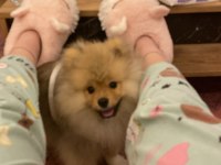 4.5 aylık pomeranian