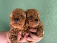 Irk ve sağlık garantili toy poodle yavrularım
