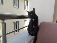 BOMBAY KEDİSİ BELLA YENİ YUVASINI ARIYOR
