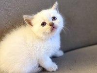 British shorthair yavrularımız