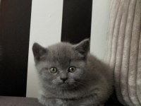 British shorthair eğitimli yavrular teslime hazır