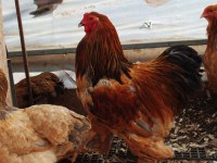 BUFF BRAHMA KULUÇKALIK YUMURTA & CİVCİV