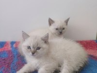 Blue point british shorthair bebekler teslime hazır