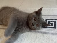3 aylık erkek yavrumuz sahiplendirilecektir