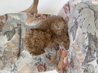 Sevgi dolu poodle köpeğimize yeni yuva arıyoruz