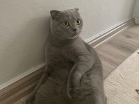 İş sebebiyle sahiplendirilecek scottish fold