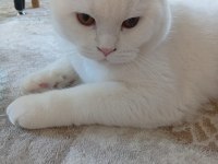 Ücretsiz sahiplendirilecek british shorthair