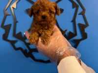 IRK GARANTİLİ RED TOY POODLE YAVRULARIMIZ