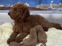 SAFKAN POODLE YAVRULAR