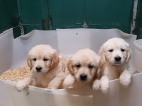 Bebek Yüzlü Bebek Gibi Golden Retriever