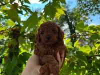 Kore ve toy poodle yavruları